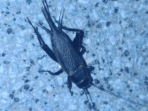 Southern Field Cricket