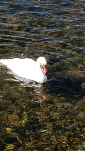 Mute Swan