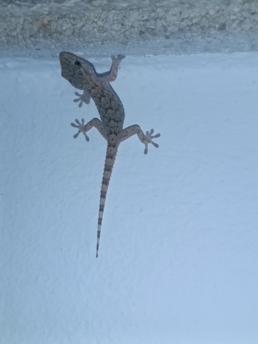 Moorish Gecko