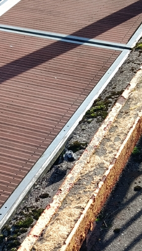 White Wagtail