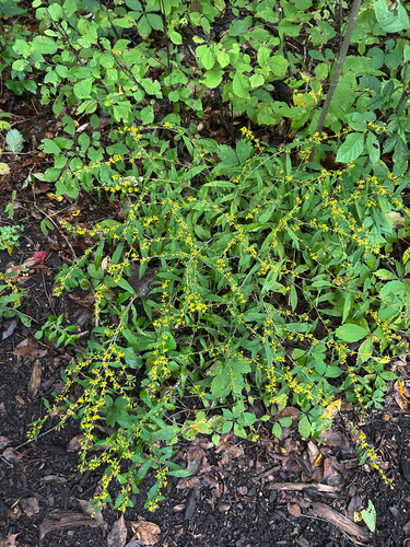 bluestem goldenrod
