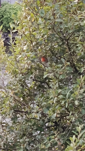 European Robin