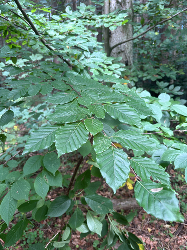 European beech