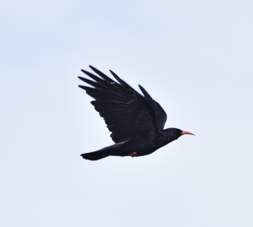 Red-billed Chough
