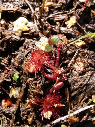 round-leaved sundew
