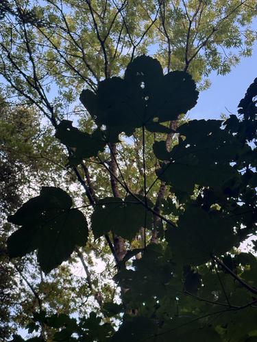 sycamore maple