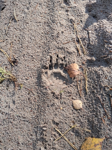 European Badger