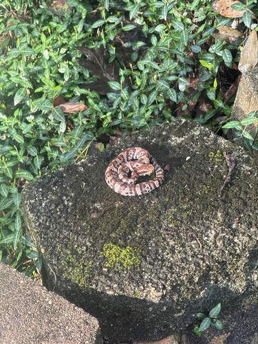 Florida × Northern Cottonmouth