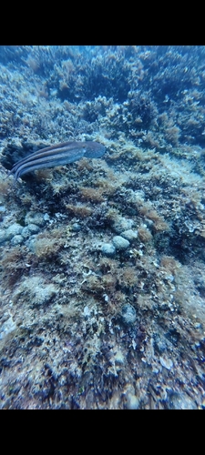Common Octopus