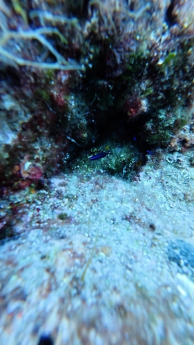 Mediterranean Damselfish