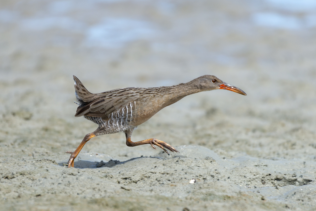 Mangrove Rail photo