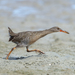 Mangrove Rail - Photo (c) Marcelo Maux, all rights reserved, uploaded by Marcelo Maux