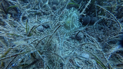 Mediterranean Fanworm