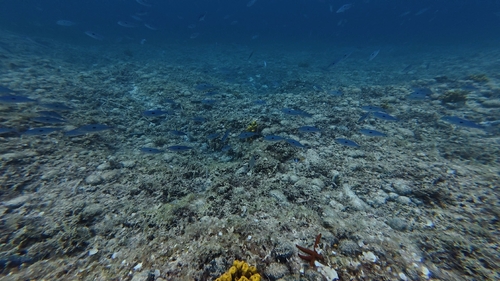 Blotched Picarel