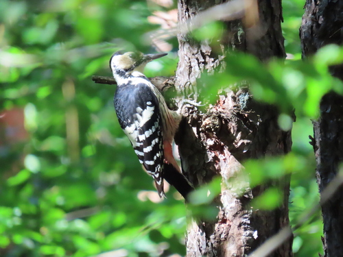 White-backed Woodpecker