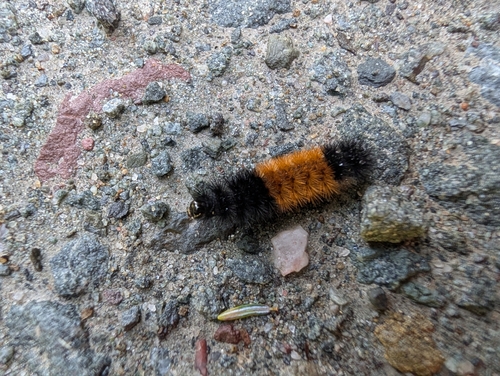 Isabella Tiger Moth
