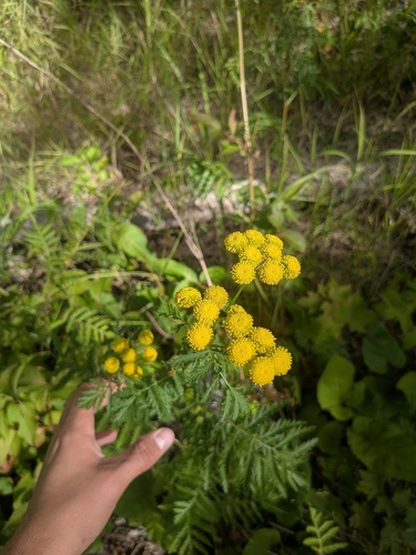 tansy