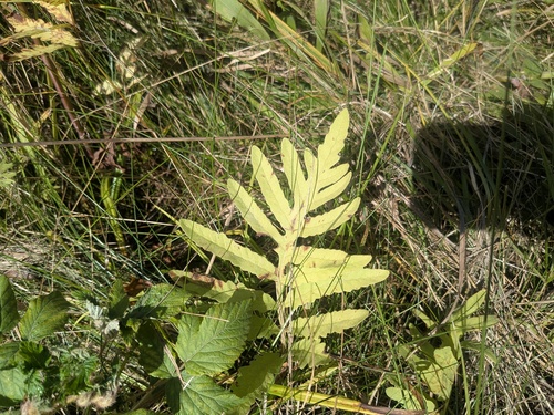 sensitive fern