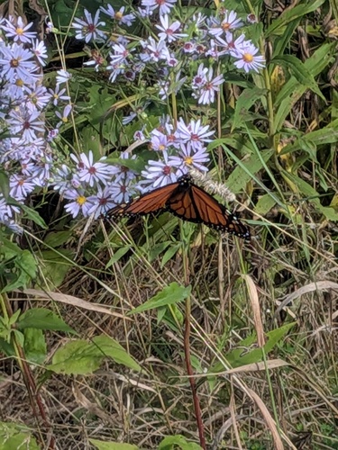 Monarch