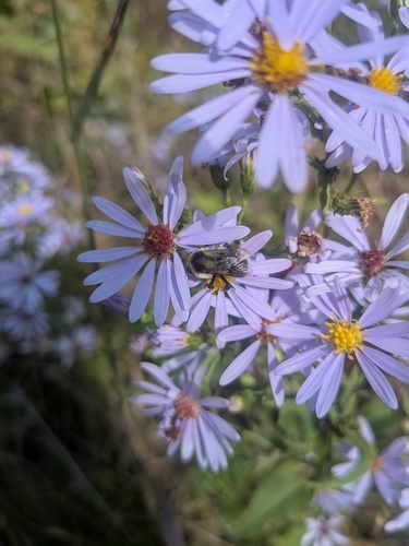 Common Eastern Bumble Bee