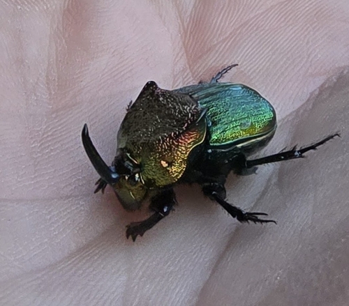 Rainbow Scarab