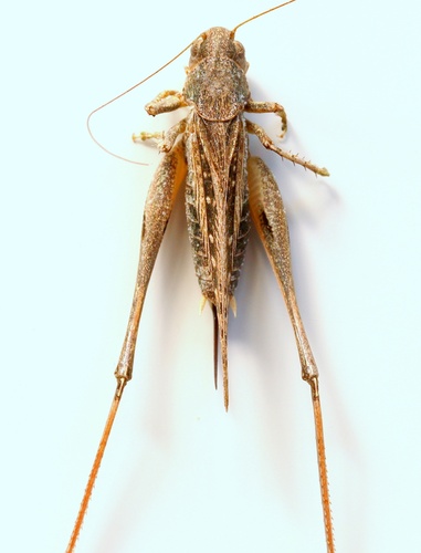 Grey Bush-cricket
