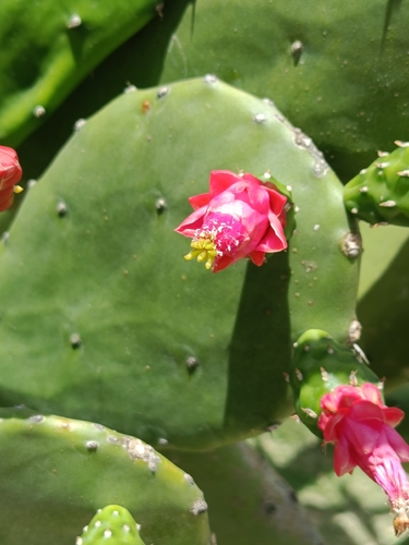Cochineal Nopal Cactus