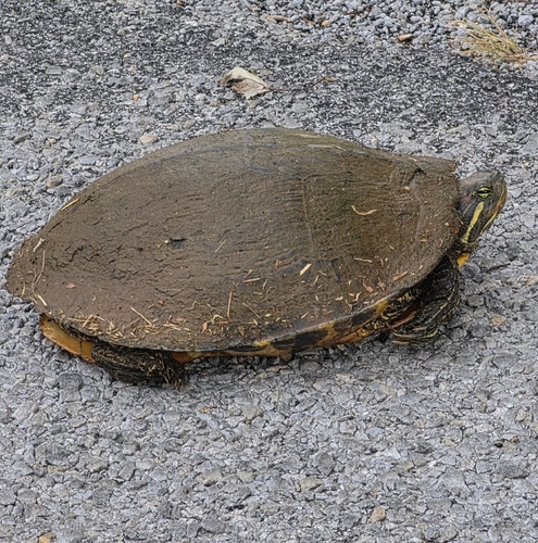 Red-eared Slider