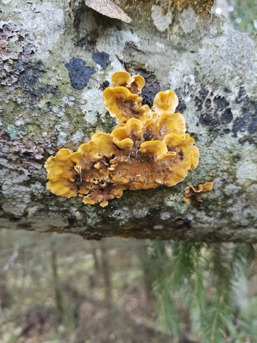 hairy curtain crust