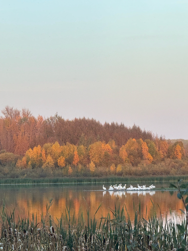 American White Pelican