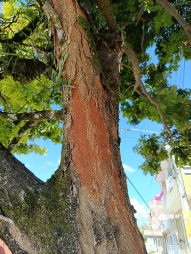 Brazilwood