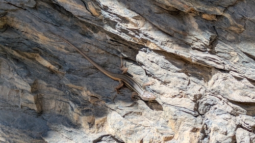 Large Psammodromus