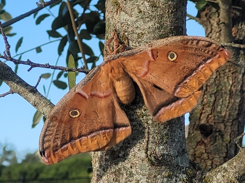 Polyphemus Moth