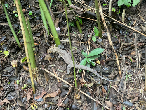 Clouded Monitor