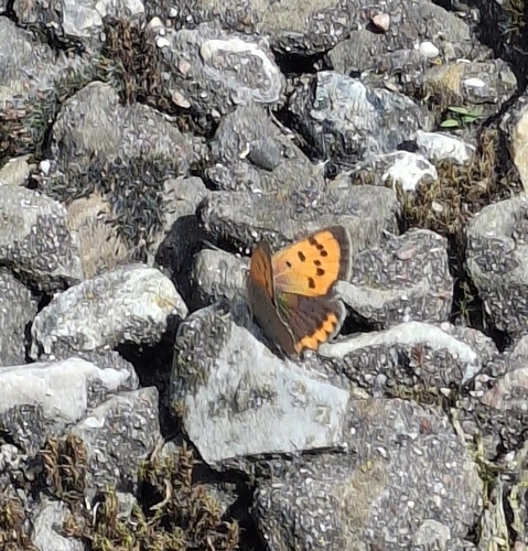 Small Copper