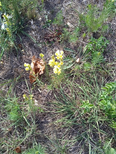 common toadflax