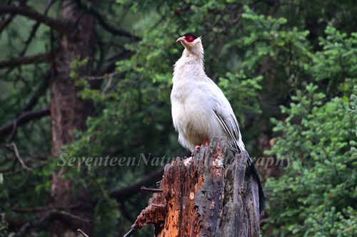 White Eared-Pheasant