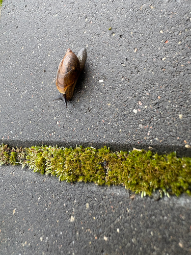 Common European Ambersnail