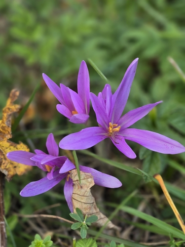 Autumn Crocus