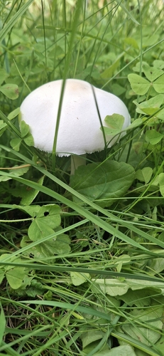 White Dapperling