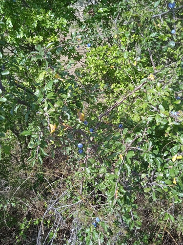 Blackthorn