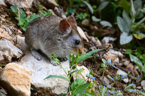 Chinese Red Pika