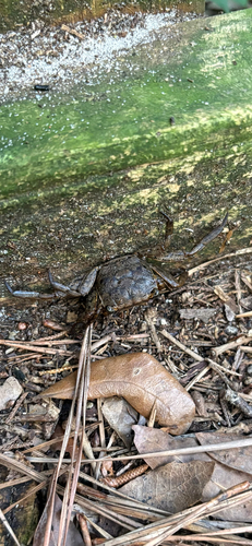 Squareback Marsh Crab