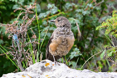 White-backed Thrush