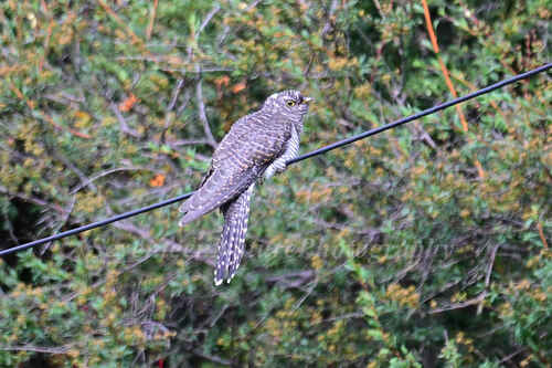 Common Cuckoo