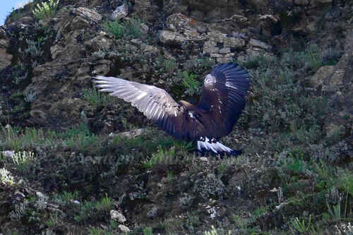 Golden Eagle
