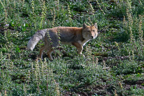 Tibetan Fox