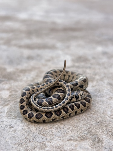 Horseshoe Whip Snake