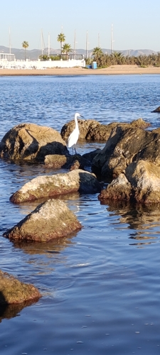 Little Egret