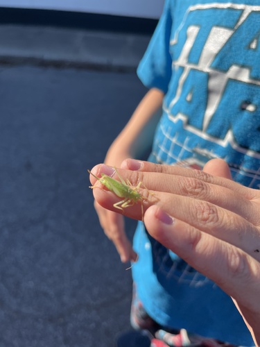 Oak Bush-cricket